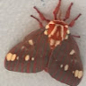 Meet your Posher, Chan